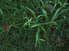 Juncus lomatophyllus