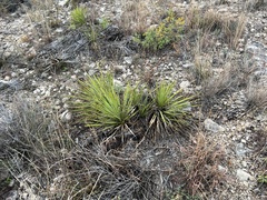 Yucca reverchonii