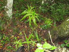 Bulbine latifolia latifolia