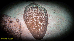 Phyllichthys punctatus