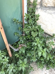 Parietaria judaica