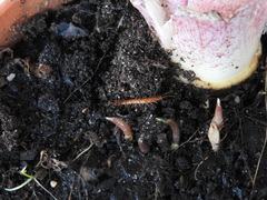 Lithobiomorpha