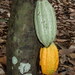 Cacaos - Photo (c) Franz Pühringer, algunos derechos reservados (CC BY-NC), subido por Franz Pühringer
