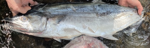 West African Spanish mackerel (Scomberomorus tritor) — Scombridae — 2