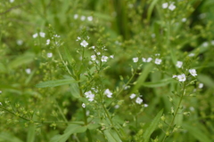 Veronica undulata