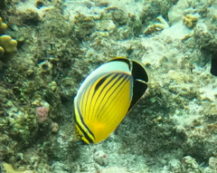 Chaetodon austriacus
