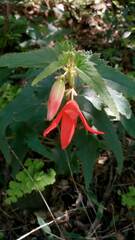 Begonia boliviensis