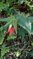 Begonia boliviensis