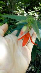 Begonia boliviensis