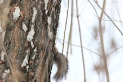 Sciurus vulgaris