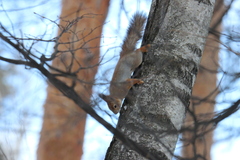 Sciurus vulgaris
