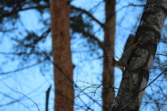 Sciurus vulgaris