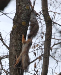 Sciurus vulgaris