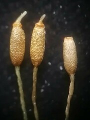 Weissia brachycarpa