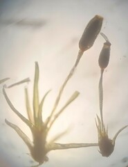 Weissia brachycarpa