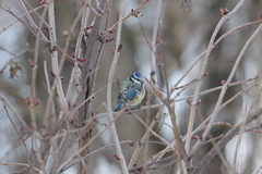 Cyanistes caeruleus