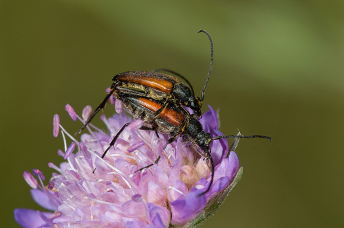 Juodasiūlis Grakštenis nuotrauka
