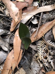 Cryptostylis