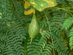 Luffa acutangula