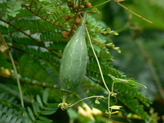 Luffa acutangula