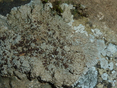 Lecanora campestris