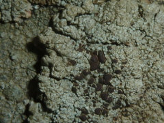 Lecanora campestris