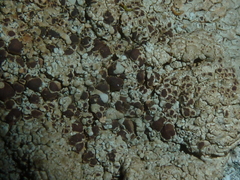 Lecanora campestris