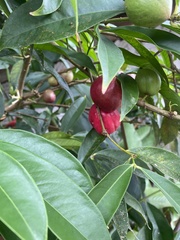Phaleria
