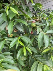 Phaleria