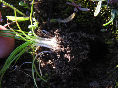 Image of Isoetes histrix by (c) Duarte Frade, some rights reserved (CC BY)