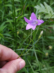 Campanula patula