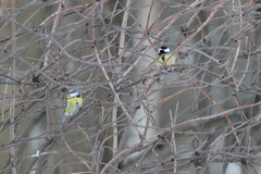 Parus major