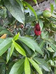 Phaleria