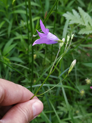 Campanula patula