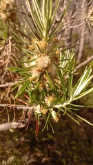 Bedfordia linearis
