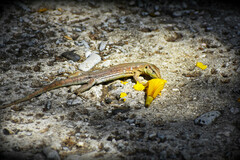 Cnemidophorus murinus