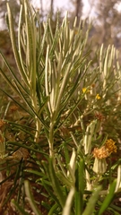 Bedfordia linearis