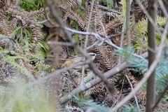 Pterorhinus sannio