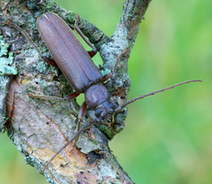 Arhopalus rusticus