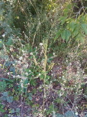 Erysimum marschallianum