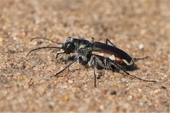 Cicindela scutellaris lecontei