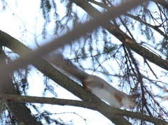 Sciurus vulgaris