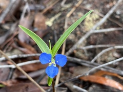 Commelina lanceolata