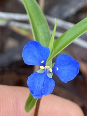 Commelina lanceolata