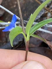 Commelina lanceolata