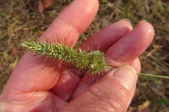 Echinopogon caespitosus