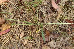 Echinopogon caespitosus