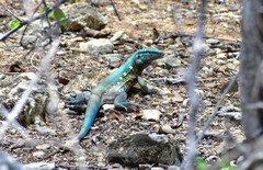 Cnemidophorus murinus