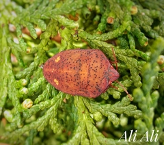 Eurygaster austriaca