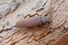 Arhopalus rusticus